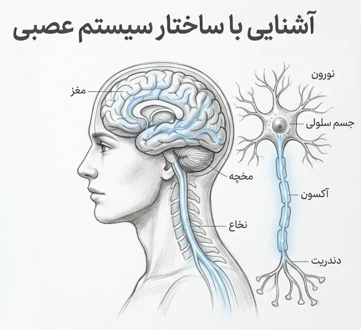ساختار سیستم عصبی